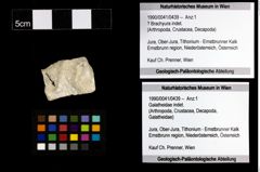 Foto (Objekt + Etiketten) von ? Brachyura indet. 